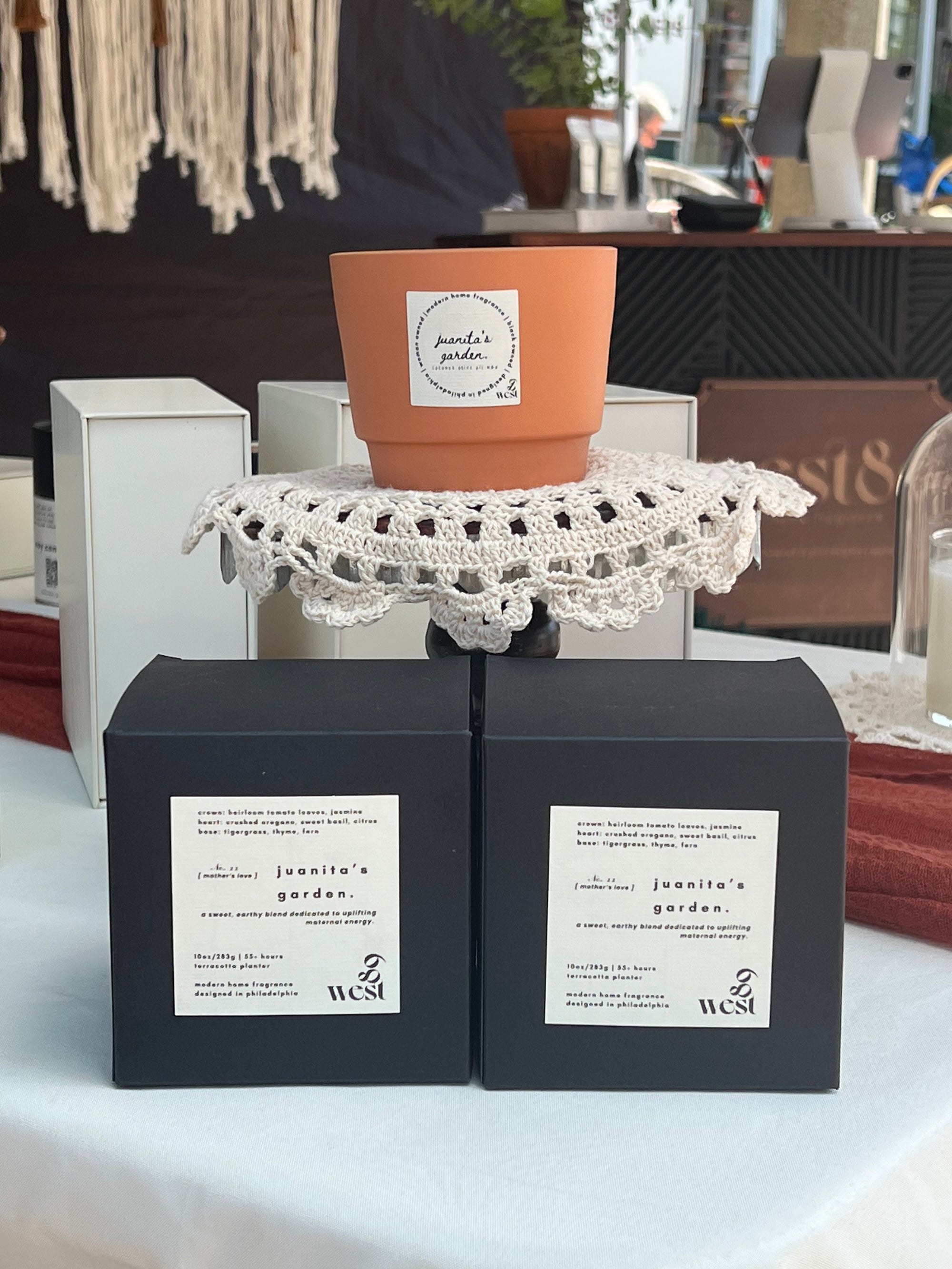 juanita's garden. | ten ounce terracotta planter.